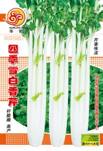 四季雪白香芹