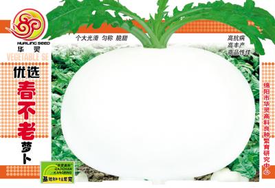 优先春不老萝卜